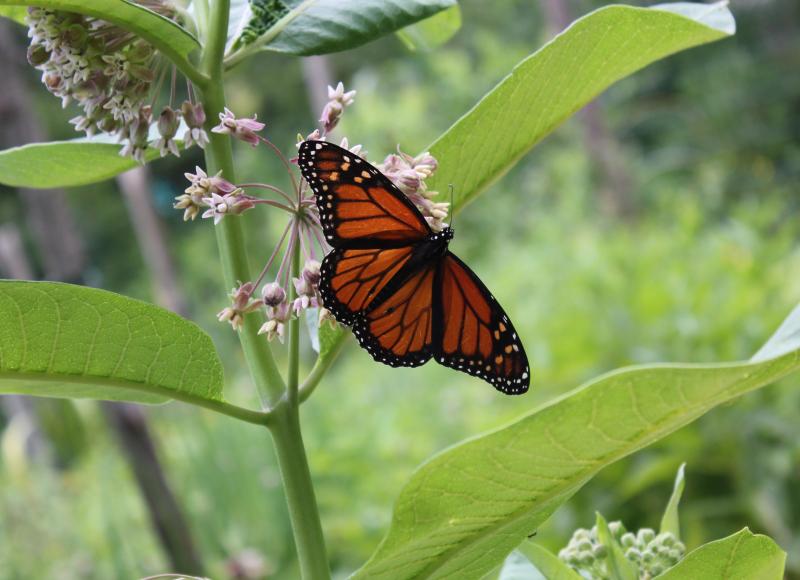 Love monarchs? Then find a place for milkweed. Milkweed provides the sole food of monarch butterfly caterpillars and is essential to them. SUE MELLO/Boothbay Register